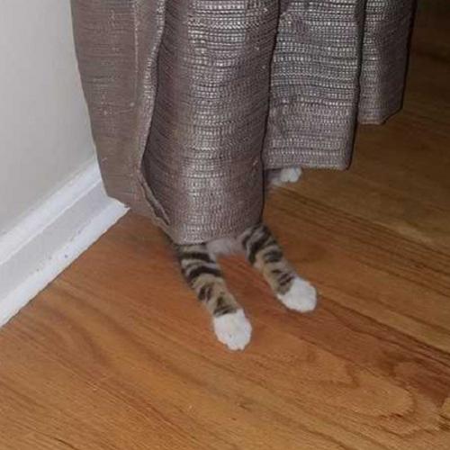 Os gatos não são muito bons em esconde-esconde #13