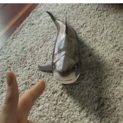 Veja como é legal ter um tubarão de estimação na sua casa
