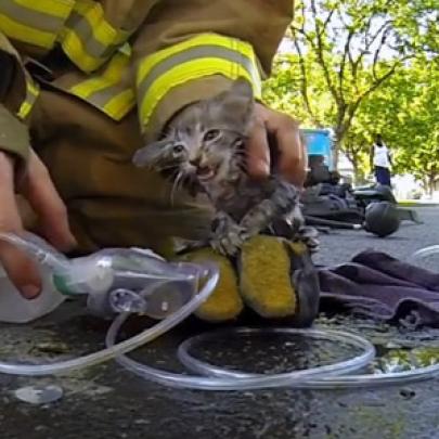 O bombeiro que salvou o gato de um incêndio