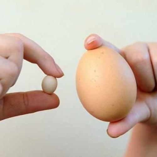 Conheça o menor ovo de galinha do mundo 