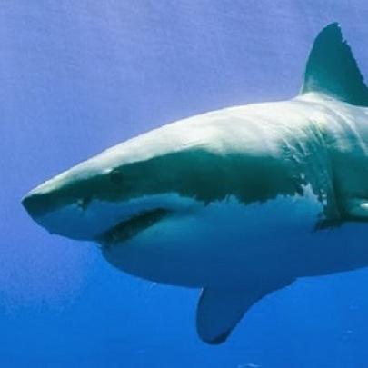 Misteriosa criatura marinha devorou tubarão de 3 metros (com video)