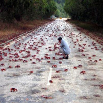 A incrível migração dos caranguejos vermelhos australianos