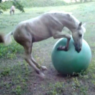 Agora sou um cachorro e vou brincar com minha bola!