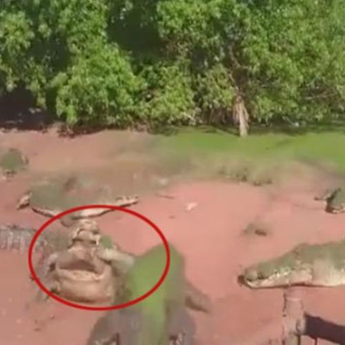 Crocodilo arranca pata de outro em zoológico na Austrália
