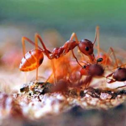 5 Razões para você não duvidar da inteligência das formigas