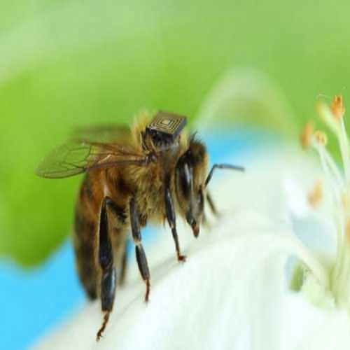 Chip em abelha tenta desvendar mistério de declínio em espécie
