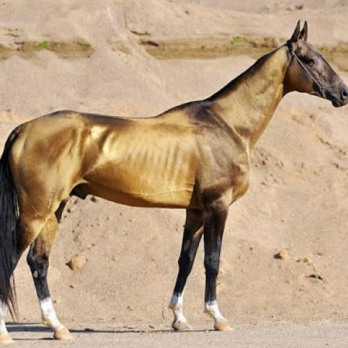 Os cavalos mais incríveis e raros que você vai ver na sua vida