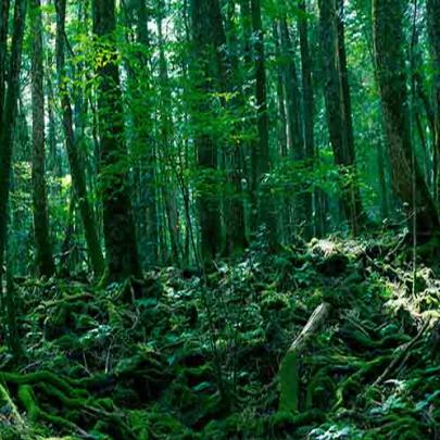 Aokigahara - A floresta dos suicidas