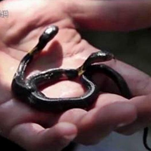 Bizarra cobra de 2 cabeças é encontrada na China