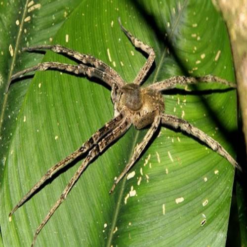 Picada de aranha pode causar ereção peniana de 4 horas