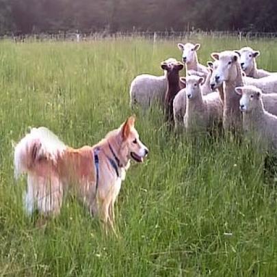 Cachorro doidão tentando aprender pastorear Ovelhas pela primeira vez!