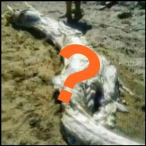 Criatura estranha achada em praia intriga especialistas