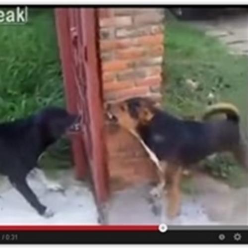 Cães impedidos de brigar... por um portão aberto
