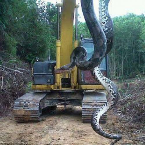 Cobra gigante descoberta na Indonésia