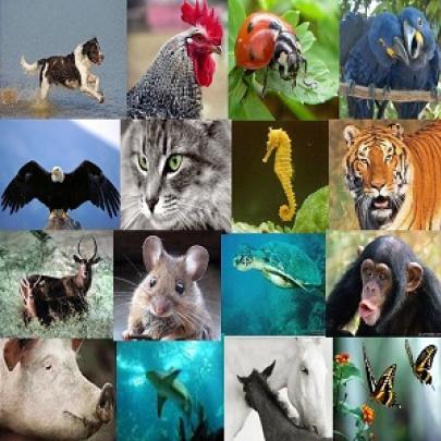 11 curiosidades sobre animais que pouca gente sabe