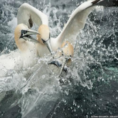 Fotos registram pescaria de gansos 30 metros sob a água
