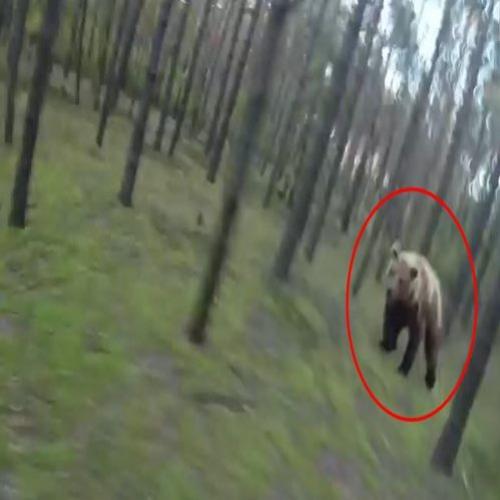 Corrida mortal para tentar fugir do ataque de um urso