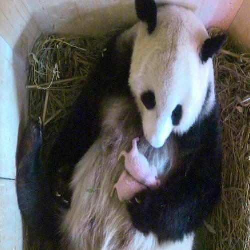 Pandas gêmeos concebidos naturalmente nascem em Viena