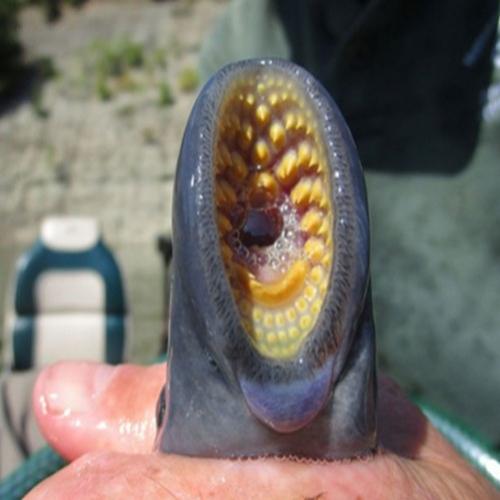 Criatura bizarra é encontrada grudada em peixe fisgado em lago