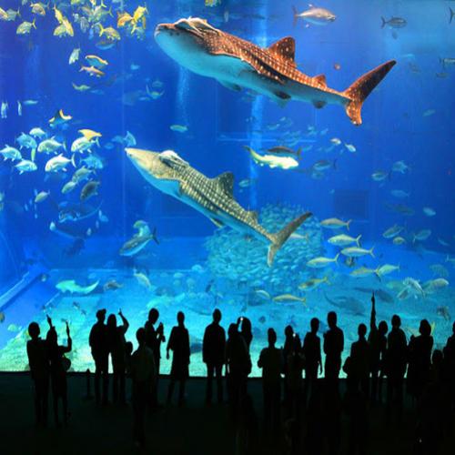 Conheça os 5 aquários mais impressionantes do mundo