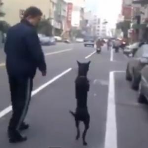 Cachorro dando um rolê pela cidade