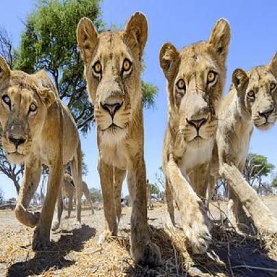 Carro de controle remoto chega perto de leões e tira fotos incríveis!