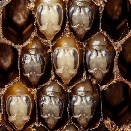 Os primeiros 21 dias da vida das abelhas em um timelapse hipnotizante