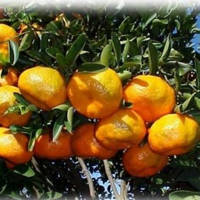 tangerina ou mexerica ?