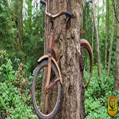 Bicicleta de 1954 foi encontrada pela dona engolida pela árvore !!!
