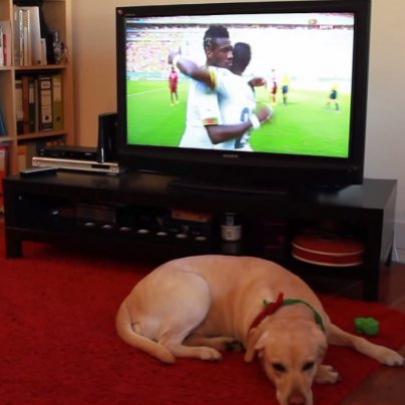 Cachorro torcedor de Portugal fica triste com a eliminação na Copa