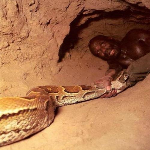  A impressionante luta entre homens e cobras na África