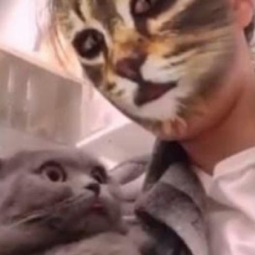 Gatos que não sabem como reagir ao filtro de gato