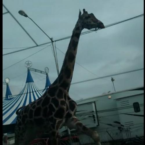 Quando uma girafa consegue escapar do circo