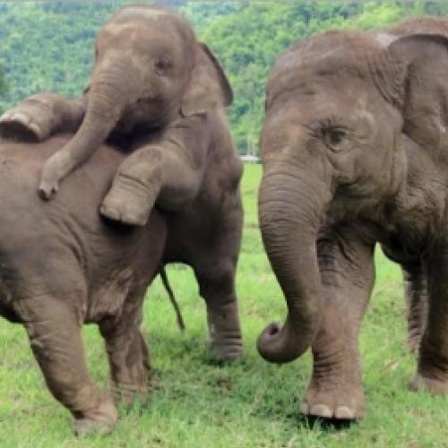 Elefantes se juntam para receber filhote