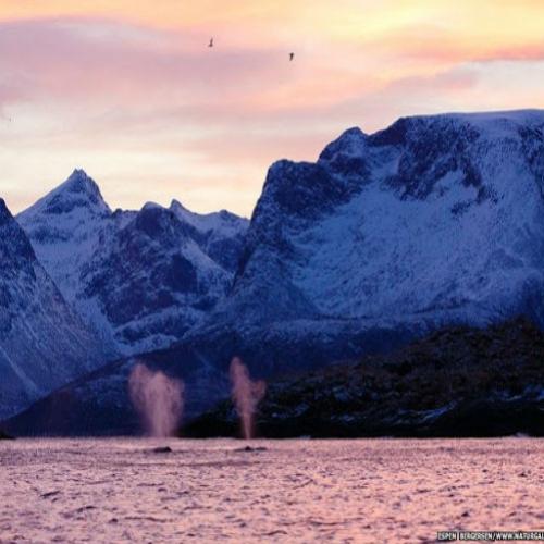 Fotógrafo flagra baleias jubarte se alimentando na Noruega