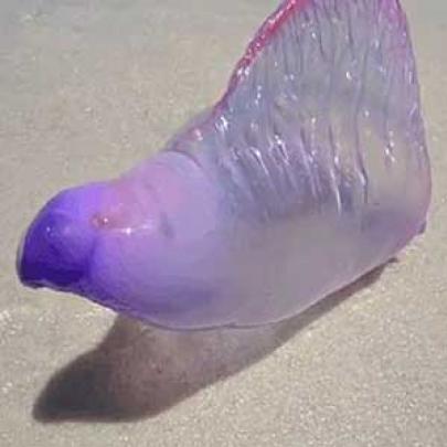 Criatura marinha bizarra pode te surpreender na praia