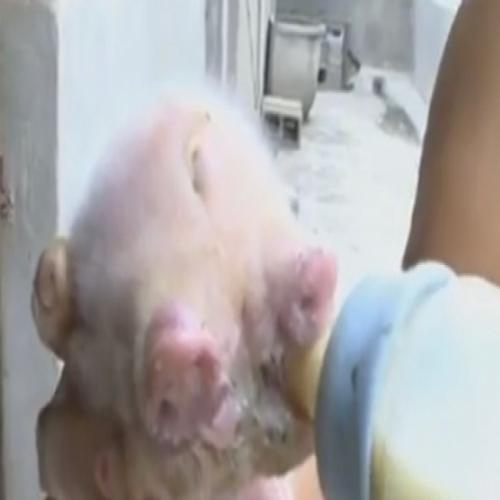 Porquinho com três olhos e dois focinhos nasce na China; assista