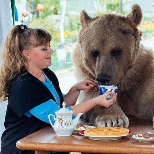 Conheça Stepan, um urso domesticado que vive com seres humanos