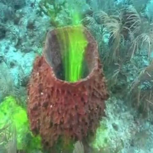 Veja como esponjas-do-mar se alimentam nesse vídeo