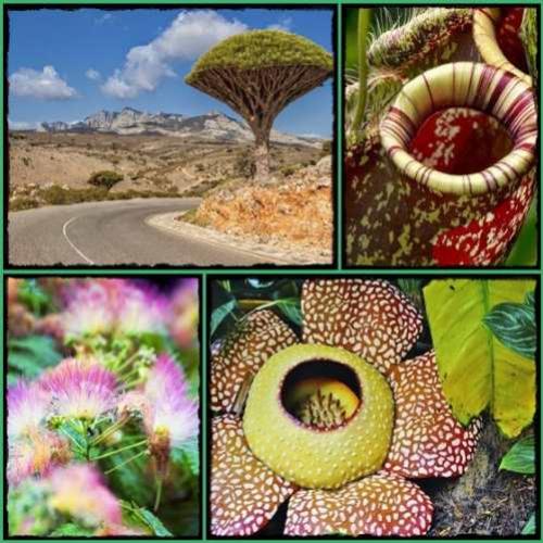 As 10 plantas mais incríveis do mundo
