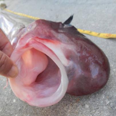 Peixe raro e bizarro intriga especialistas nos EUA