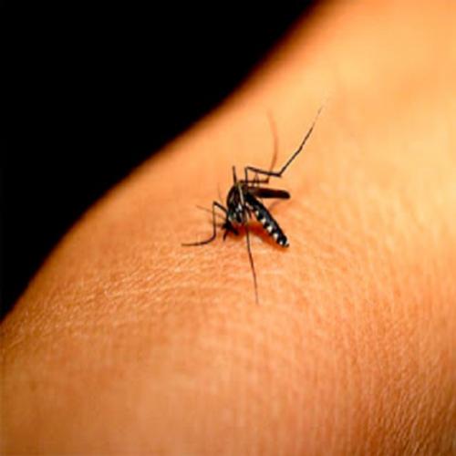Febre Chikungunya - Causas, Sintomas, Tratamento