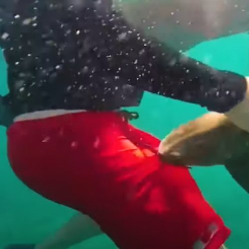 Essas pessoas filmaram seus acidentes com tubarões