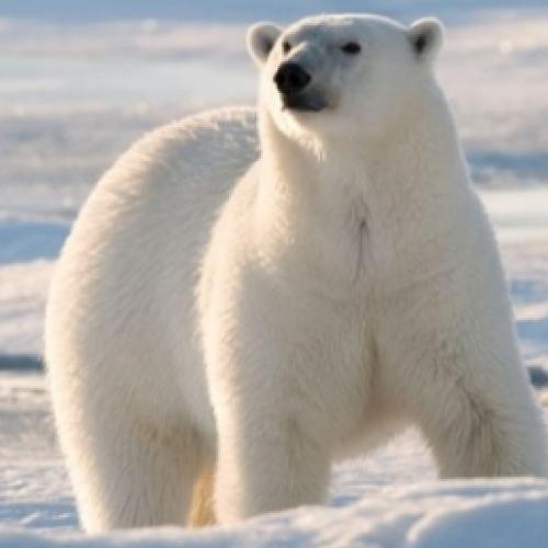 Urso Polar, conheça fatos interessantes a respeito desse mamífero