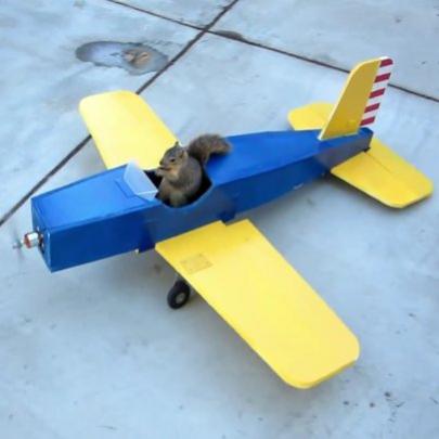 Esquilo rouba aeroplano e sai pilotando. Incrível!