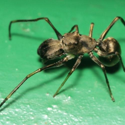 Foi descoberta uma aranha saltadora que amamenta seus filhotes.