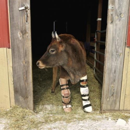 Vaca com lesão nos joelhos ganha prótese e dá os primeiros paços!