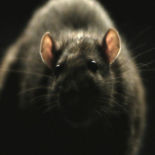 Documentário sobre ratos promete ser um dos filmes mais nojentos