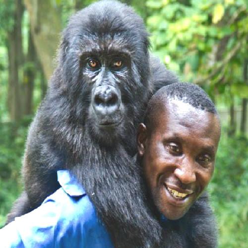 Gorilas órfãos adotam guarda florestal como 'mãe' no Congo
