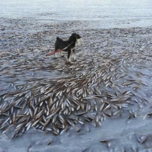 Mar congela e cão é flagrado passeando sobre cardume